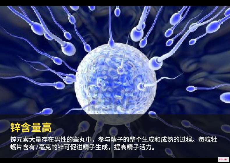 鹿鞭牡蛎_06.jpg